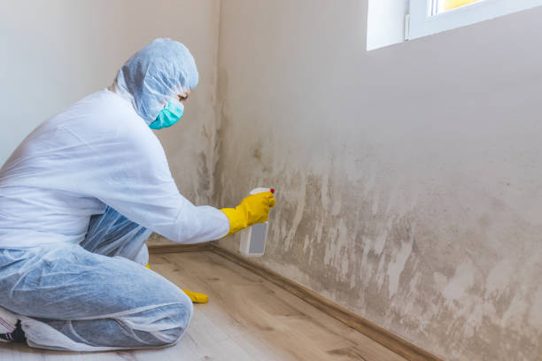 Professional mold removal team in Cliffwood